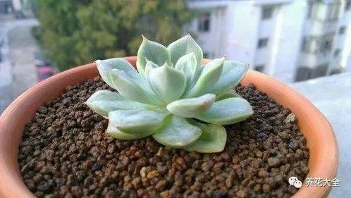 多肉金钱树黄叶脱落？快速救治攻略！