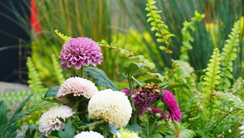 免费拍照识别花草软件真的嫩准确识别各种菌类吗？