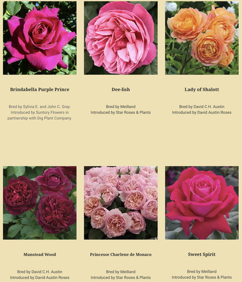 月季花界的奥斯卡——全美庭院月季优选大奖（AGRS）