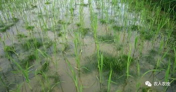 常见杂草及对应除草剂