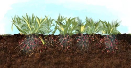 杭州小区的八角金盘之痛