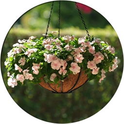 梗多懒人植物推荐