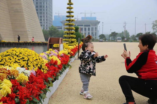 乱谈：菊花文化节的美，你get到了吗？