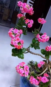 花期控制， 温度是关键