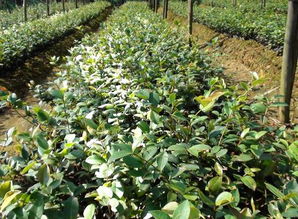 湖南油茶树种植指南：推荐优质苗源公司