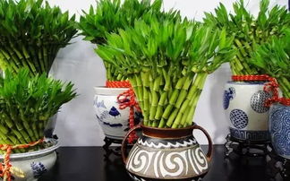 招财植物种什么好？家里摆上这些