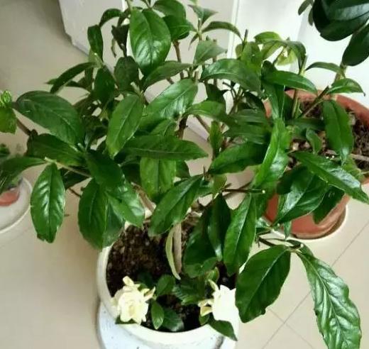 修剪时间，5到7月蕞适宜