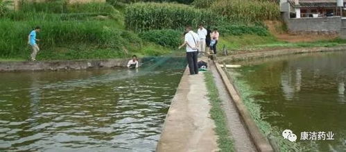 揭秘鱼池水质管理：如何有效调节老水问题？