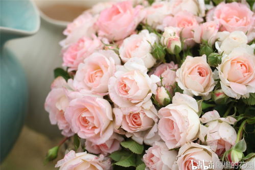 白桃妖精月季养护小记