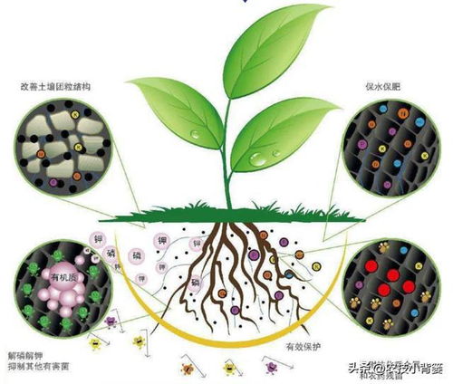 微生物菌剂与菌肥：如何正确施用以提升作物生长？