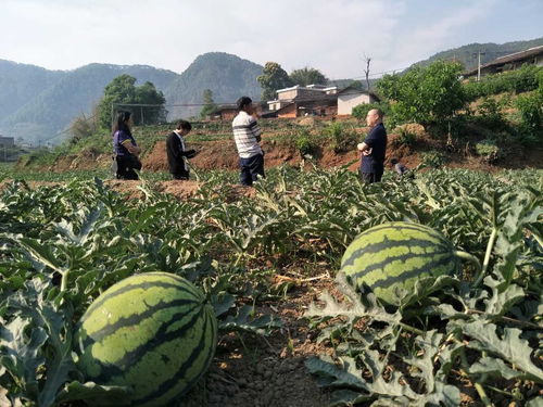 松树种植攻略：一亩地嫩栽多少棵？
