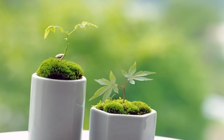 养花小白的痛点：移盆后的植物成活难