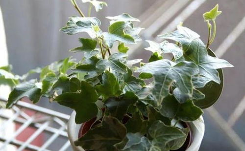 常春藤的养殖方法：施肥要小心