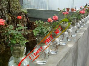 涝害，月季的“大敌”