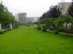 丹麦草坪：适应性强， 北方的坚强战士