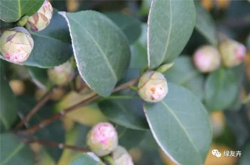 茶花长花蕾期如何施肥？施肥时机和肥料选择有讲究吗