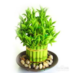 富贵竹皱杆复活秘籍，干杆重生攻略！