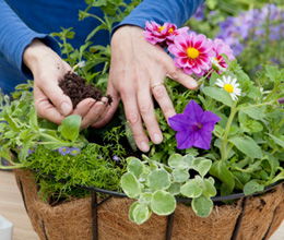 花卉养殖知大全——小菊花养殖方法和注事项