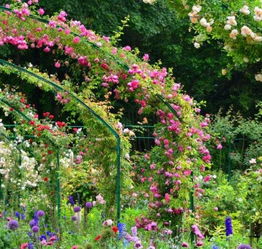 月季拱门之美，大游行藤本月季的华丽变身