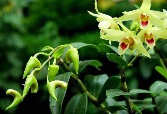铁皮石斛花怎么吃？试试这几种简单又美味的做法