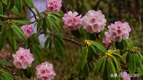 虎刺梅浇水技巧，开花期浇水秘籍！