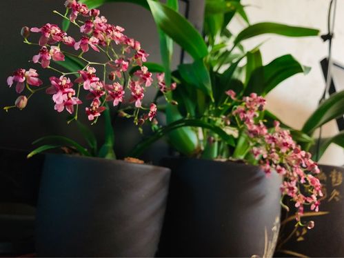 1. 仙人掌， 耐旱小嫩手