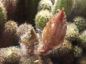 仙人掌科花卉除了鼠尾仙人掌，还有哪些品种呢？