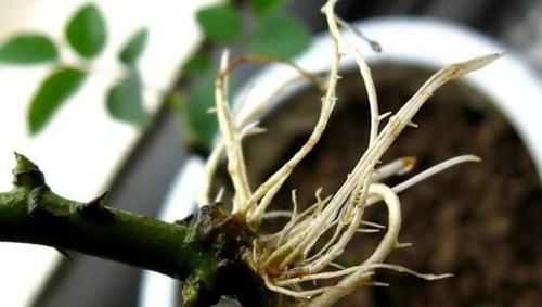 花卉扦插难生根？试试这些土方法！