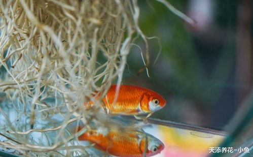 虎尾兰和铁线蕨， 耐旱耐阴的绿勇士