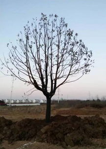 夏日树木移植， 遮阴天数大揭秘