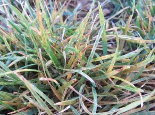 黑麦草锈病症状大揭秘