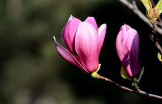 紫色玉兰， 高贵典雅