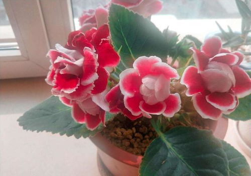 “花卉养护小技巧：哪些花可以生切？美美哒！”