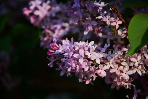 丁香花象征着传承和平与爱的精神，那么如何将这种精神融入我们的日常生活呢