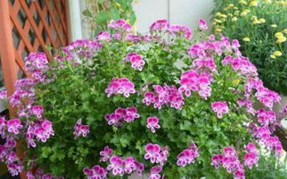 茉莉花选苗技巧大揭秘