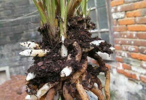 植料是否透气、排水好？适合兰花吗