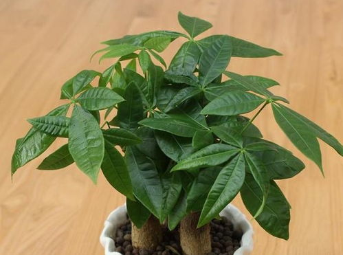 发财树如何浇水施肥才能使其长得更茂盛