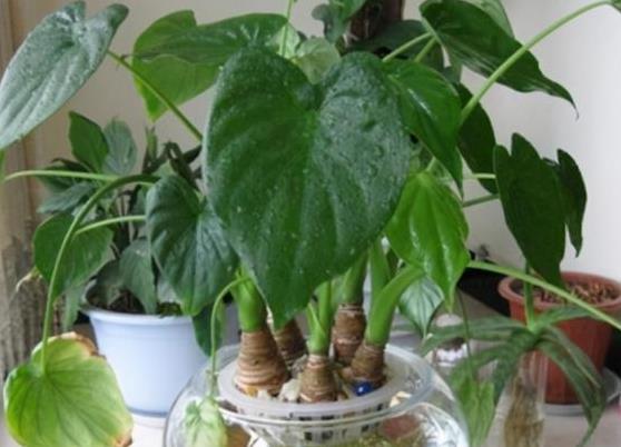 将滴水观音大植株水培拆分，如何实现完美一分为二