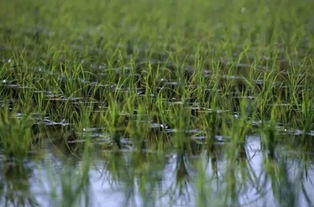 水稻遇草甘膦，生死关头