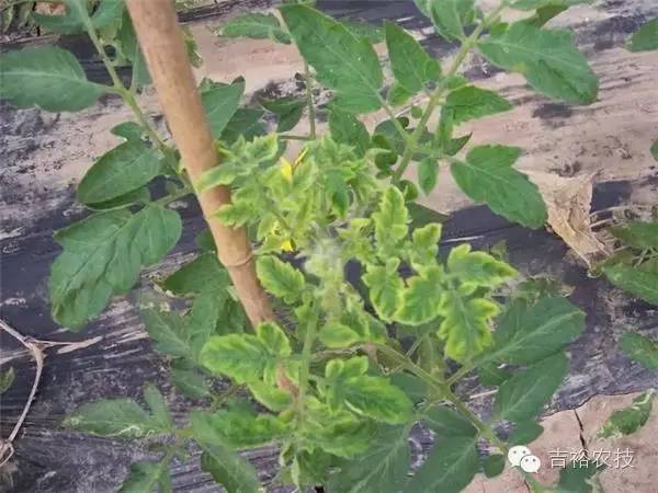 多菌灵的神奇之处