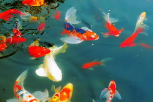 请问您能推荐一下十大锦鲤鱼饲料品牌中，哪款适合初养锦鲤的新手使用吗？