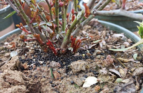 月季花养护全攻略