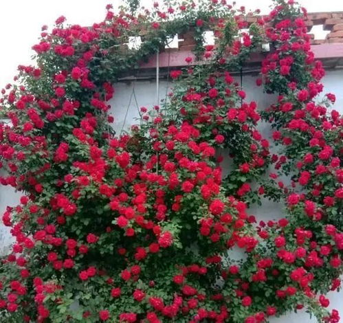 提供良好的生长环境