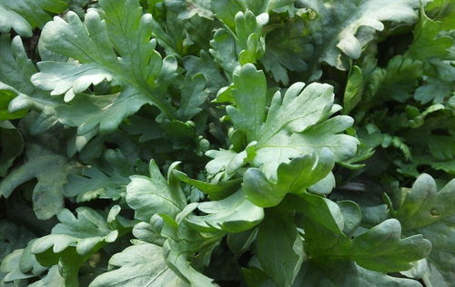 石花菜是什么植物？哪里能买到正宗的