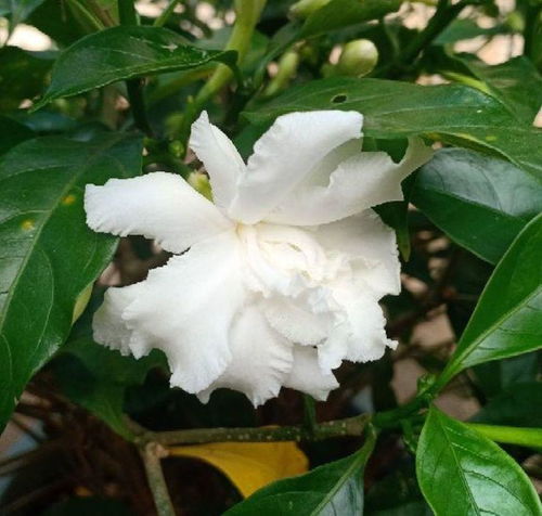狗牙花香气浓郁，栀子花香清新
