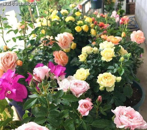 注意事项， 别让月季受委屈