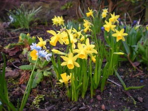 风雨兰的坚韧之美