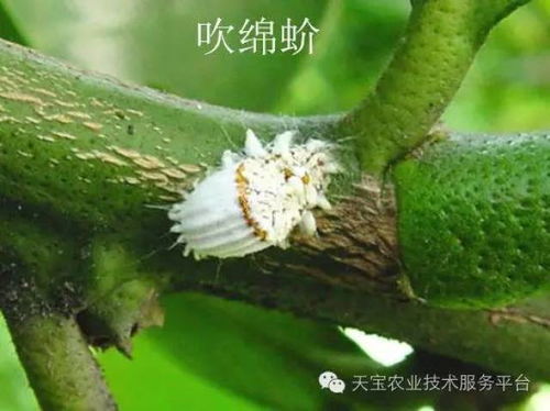 甘蓝蚜是一种危害甘蓝等十字花科作物的害虫
