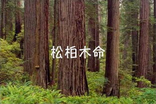 松柏象征生命的坚韧与永恒，那么这种精神如何与我们的日常生活和人生哲学产生深刻共鸣呢