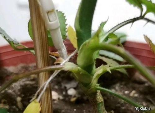 月季花如何扦插？20种方法总有一种适合你